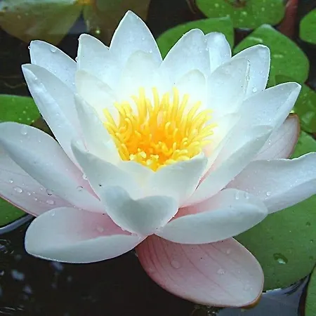 شقة 2 Semidecomandat 