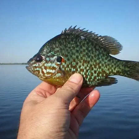 شقة 2 Semidecomandat 